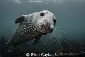 "Laugh or Cry"
Gray seal by Ellen Cuylaerts 